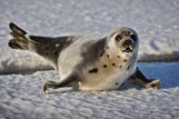 Аномально ранешняя очистка ото льдов Белого моря грозит обернуться массовой пагубою новорожденных тюленей