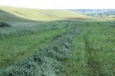 Первый укос многолетних трав в Белоруссии близится к завершению