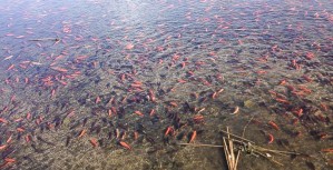 Выпущенные в озеро золотые рыбки угрожают экосистеме озера в Колорадо