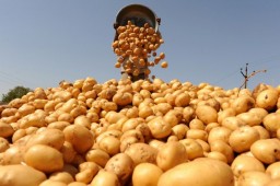Уборка картофеля в Белоруссии практически завершена